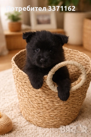  Померан шпиц, снимка 2 - Померан - 53578274