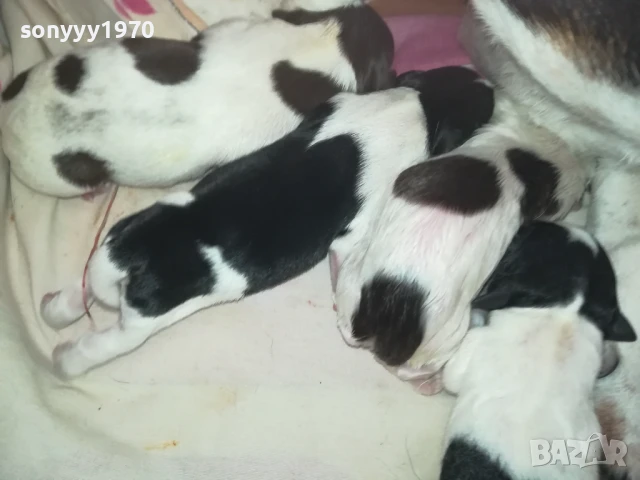 ДЖАК РЪСЕЛ БЕБЕТА-РОДЕНИ ДНЕС 11.08.25г 1108251838, снимка 3 - Джак ръсел териер - 51331559