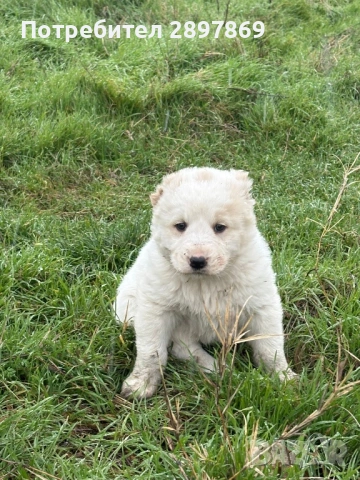 Алабай кученца