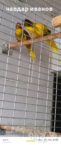 вълнисти папагали, какарики , снимка 8 - Папагали - 52411146