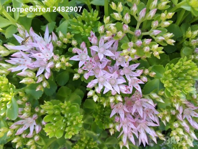 Седум - корен, снимка 1 - Градински цветя и растения - 41271111