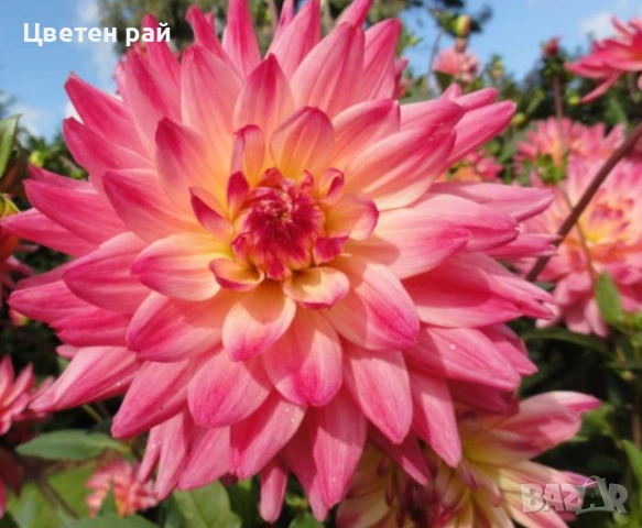 Грудки на няколко цвята далии , снимка 13 - Градински цветя и растения - 53770861