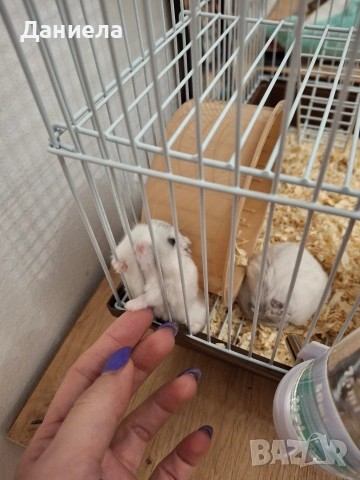 Подарявам хамстери