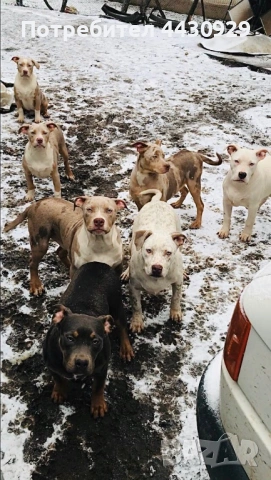 American Bully XL, снимка 9 - Други - 53135049