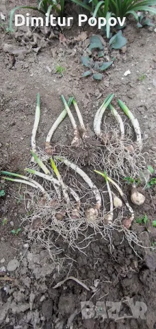 Нарциси- луковици, снимка 6 - Градински цветя и растения - 44321121