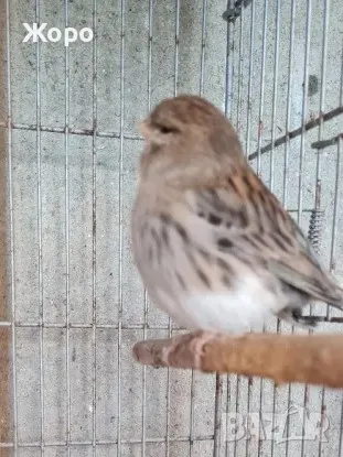 Продавам канари, снимка 4 - Канари - 48303441