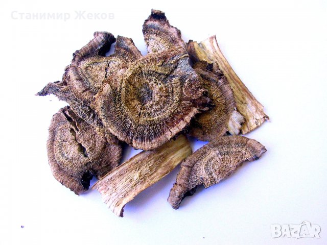 Бял оман, снимка 3 - Градински цветя и растения - 31441391