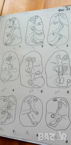 Плиоценски дребно бозайници - дипломна работа, снимка 13 - Специализирана литература - 44655504