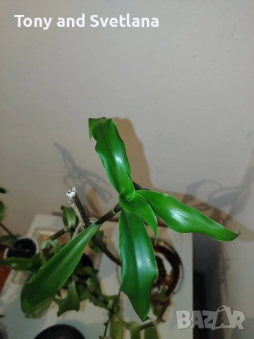 Ароматна Кализия (Calisia Fragrans) - стайно цвете с широко приложение в народната медицина , снимка 5 - Стайни растения - 53489071