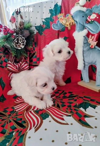 предлагам малтийски болонки , снимка 2 - Болонка - 52810490