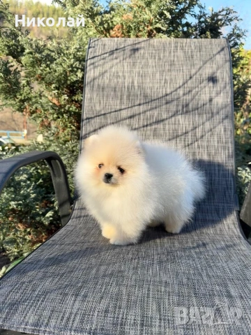 Померан мини момче. Померанче, снимка 5 - Померан - 53624474