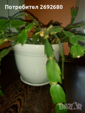 Коледничета в големи керамични саксии , снимка 8 - Стайни растения - 47385426