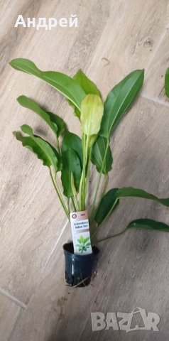 Ехинодориуси видове , снимка 2 - Други - 40880402