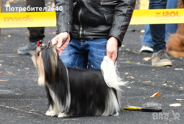 Бивер йоркширски териер (Biewer-Yorkie), снимка 15 - Йоркширски териер - 53409225