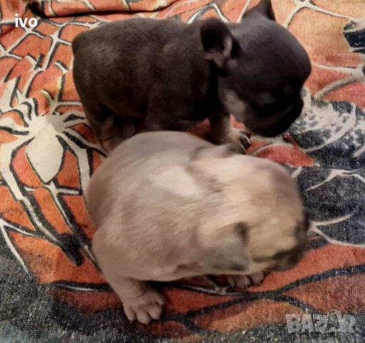 Френски булдочета, снимка 3 - Френски булдог - 52490080