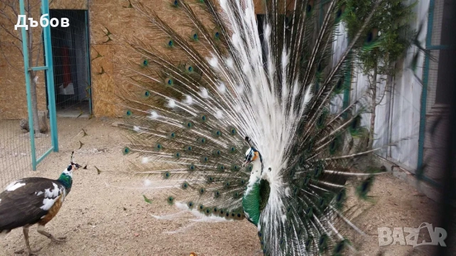 Ферма за пауни,Бургас - продава пауни, снимка 2 - Други - 52197820