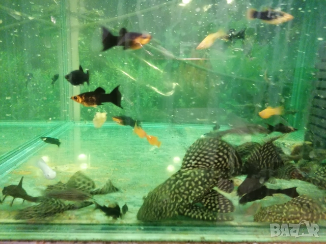 Продавам голями риба червен Папагал, анциструси, Птеригоплихт , снимка 5 - Рибки - 53234791