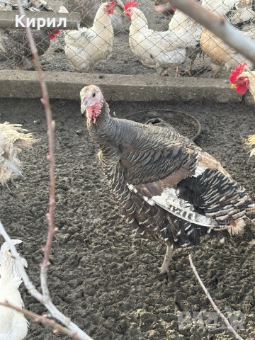 Пуйки и петли , снимка 3 - Кокошки и пуйки - 53321797