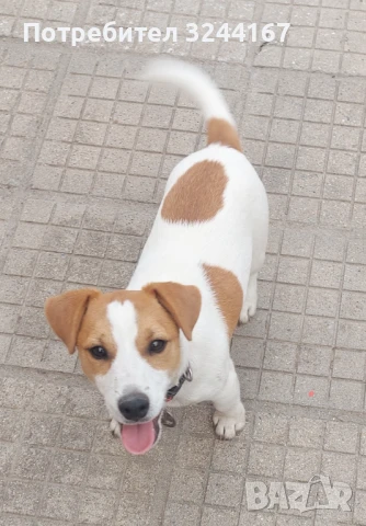 Джак Ръсел, снимка 3 - Джак ръсел териер - 51026887