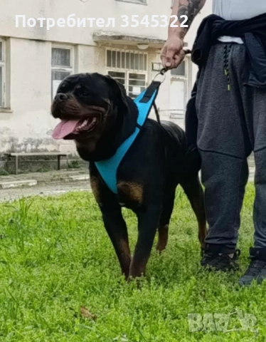 Ротвайлер , снимка 3 - Ротвайлер - 51700475