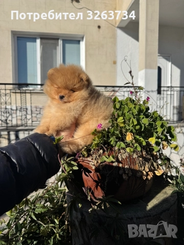 Пухкаво померанче, снимка 6 - Померан - 52611266