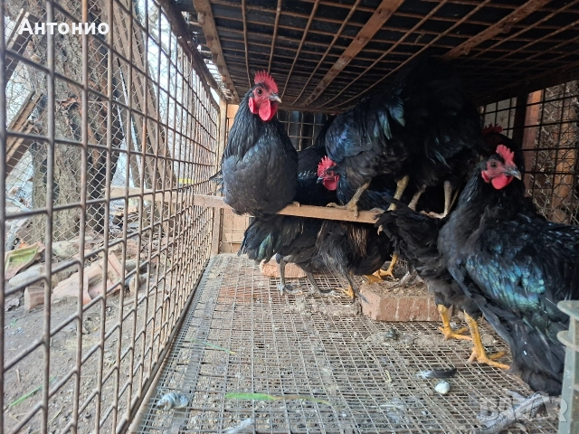 продавам петли , снимка 8 - Кокошки и пуйки - 52472095