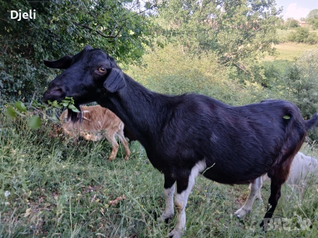 Продавам кози, снимка 2 - Кози - 51052138