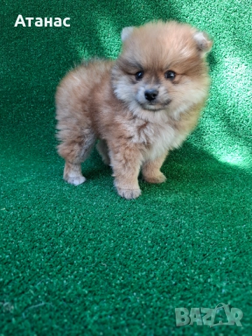 Продавам померан, снимка 1