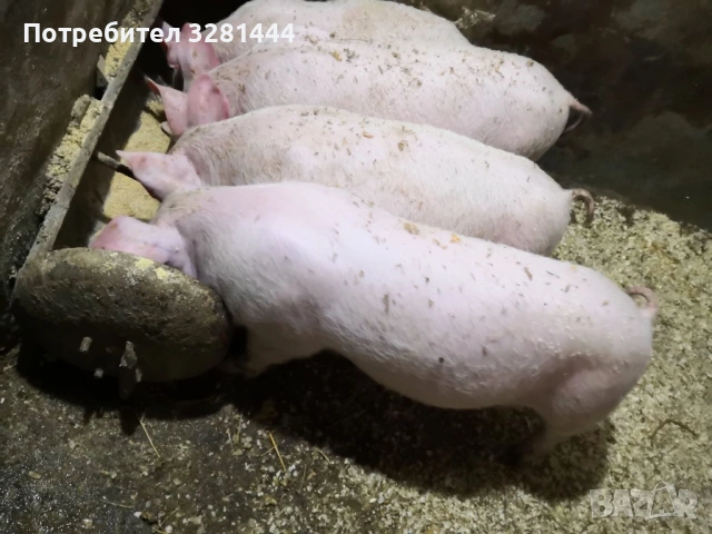 Малки прасенца