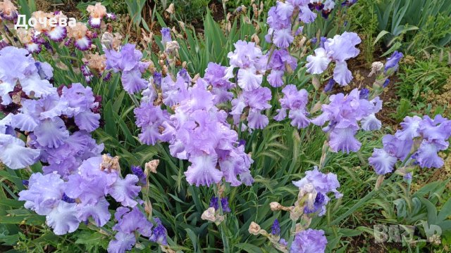 ризоми от сортови брадати ириси, снимка 17 - Градински цветя и растения - 41372392
