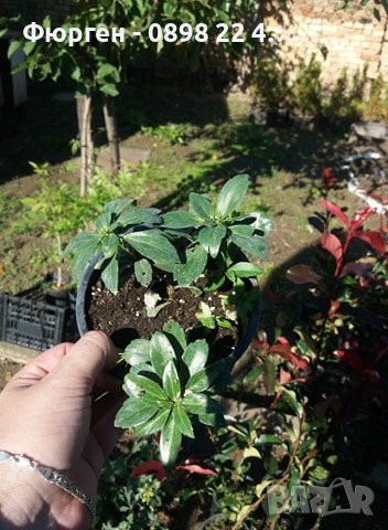 Pachysandra terminalis - Пахисандра, снимка 6 - Градински цветя и растения - 39106362