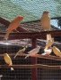 продавам канарчета , снимка 7