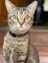Подарявам мъжко коте СИЛВЪР, снимка 6