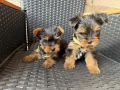 Мини Йоркширски териер Актуално от 4.1.2026, снимка 2
