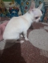 Продавам чихуахуа, снимка 5