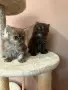 Персийски котенца , снимка 2