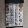 Колекция чуждестранни монети