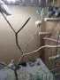 Продавам амадини , снимка 10