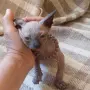 Чистокръвно коте сфинкс, снимка 9