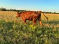 Продавам бременни месодайни кравикръстоски;търся съдружник, снимка 1