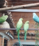 Папагали , снимка 1