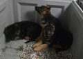 Немски овчарки , снимка 12