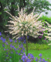 Salix Hakuro Nishiki stam 120sm, снимка 1 - Градински цветя и растения - 44514653