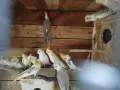 различни видове птици , снимка 9