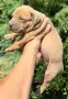 Американско Були Хл/American Bully XL , снимка 8