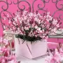 Гаура (Gaura lindheimeri), снимка 11
