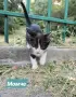 Три котенца сирачета търсят домове, снимка 5