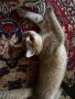 Британски котки на 7 месеца , снимка 1 - Британска късокосместа - 44302025
