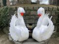 декоративни лебеди, снимка 4