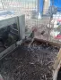 Продавам млади петли, снимка 8